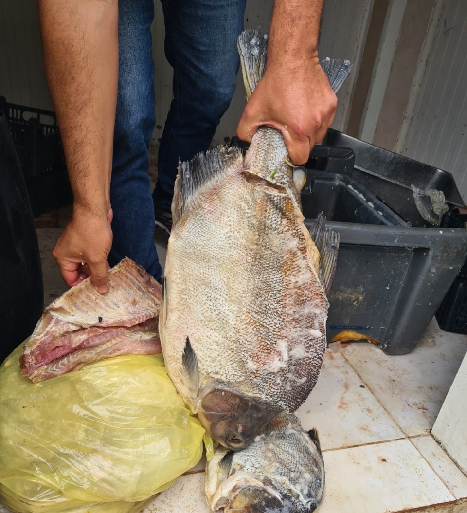 Proprietrio de frigorfico clandestino de peixes  autuado por crimes ambientais