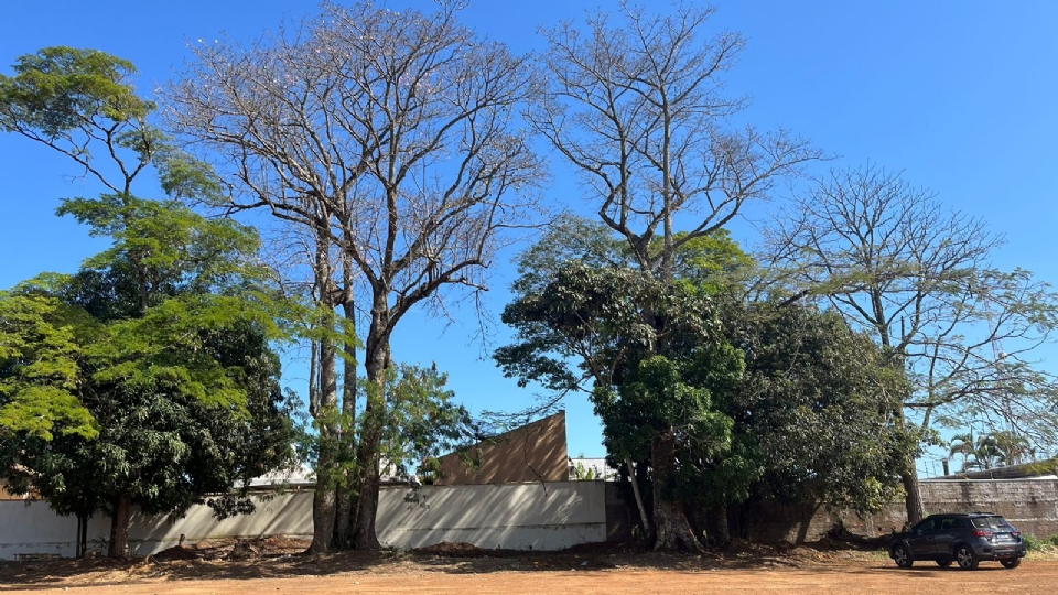 Governo recua aps mobilizao popular e decide manter rvores centenrias em projeto de feira em Chapada