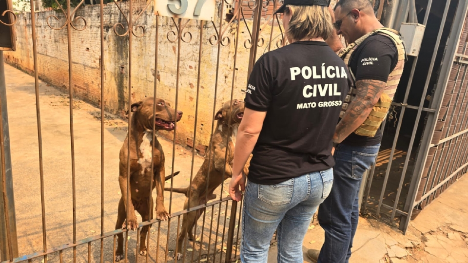 Ces da raa pitbull so resgatados em residncia com ferimentos e tutora  presa na capital