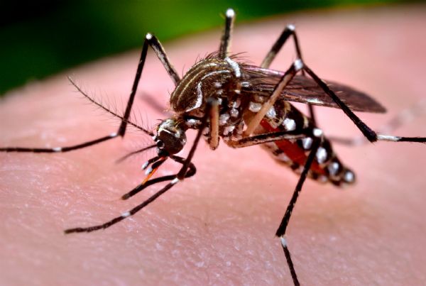 Infestao do mosquito da dengue pe Cuiab em alerta por conta de febre chikungunya