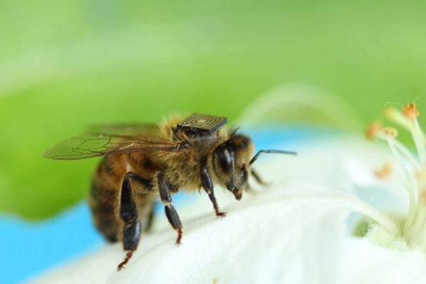 Brasileiro cria microssensor para estudar sumio de abelhas no mundo