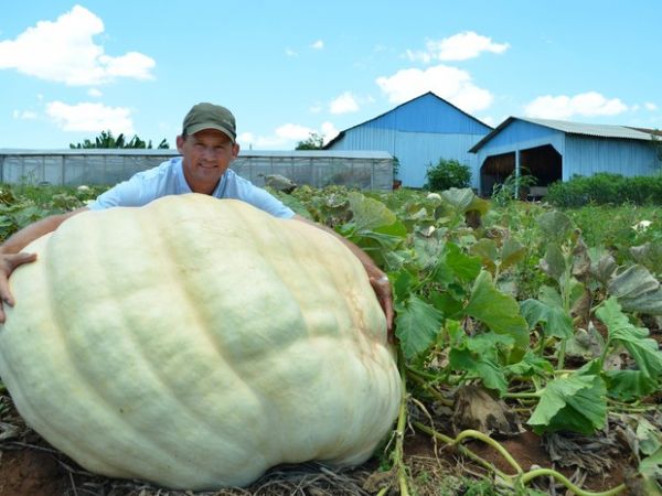 Agricultor apostou que conseguiria produzir abbora de mais de 200 quilos