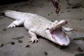Crocodilos albinos chegam a zoolgico francs