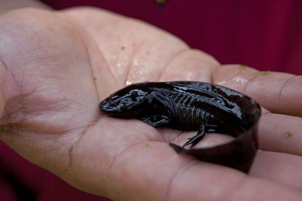 'Monstro aqutico' mexicano  visto em lago e d esperana a cientistas