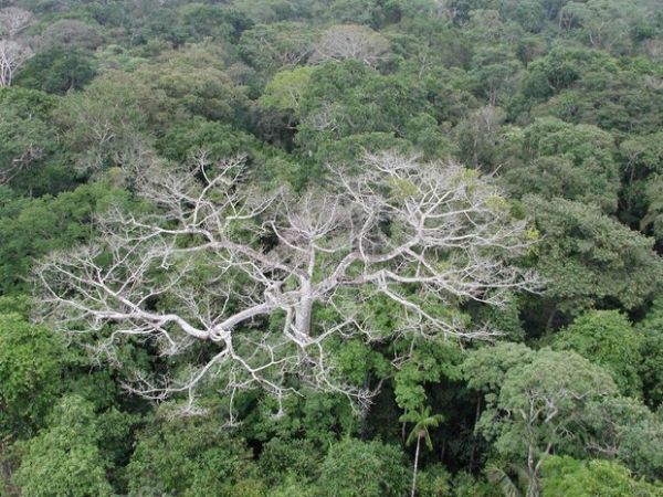 Efeito climtico pode ter matado 17% mais rvores na Amaznia, diz estudo
