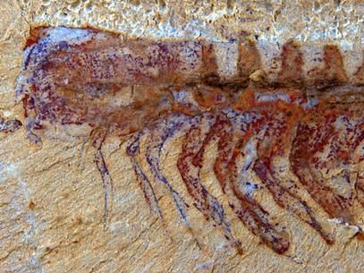 Descoberto mais antigo ancestral das aranhas, com 520 milhes de anos