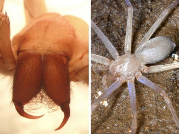Cientistas descobrem aranha sem olhos em caverna na sia