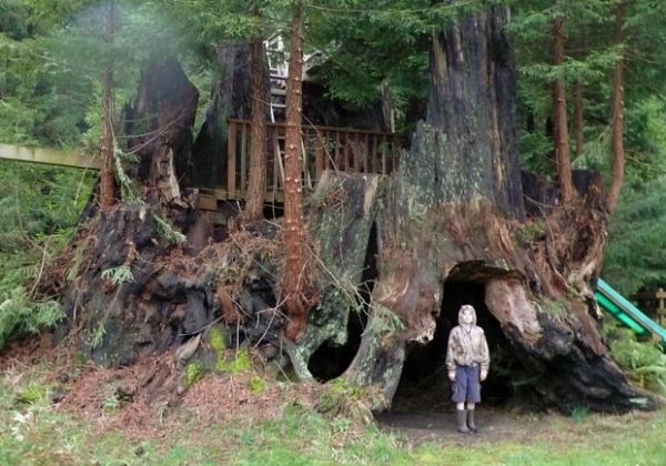 ONG dos EUA clona sequoias centenrias para repovoar florestas