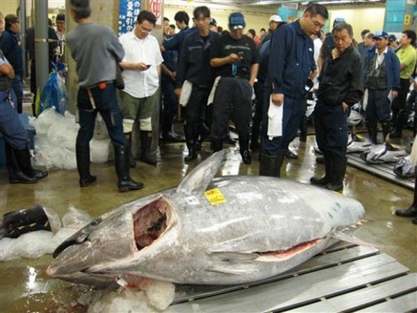 Pases decidem restringir pesca de atum ameaado no Pacfico em 2014