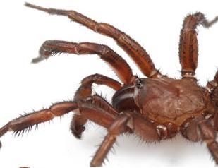 Pesquisadores descobrem nova espcie de aranha nos EUA