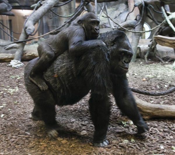Av gorila carrega neto nas costas em zoolgico nos EUA
