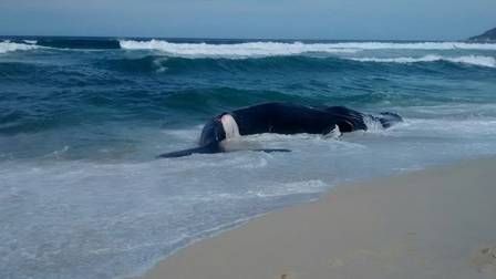 Baleia jubarte  encontrada encalhada e morta na Praia da Macumba