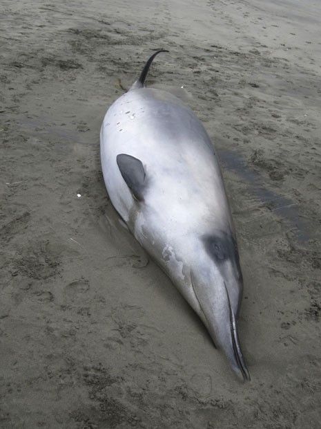 Um dos exemplares de baleia-bicuda-de-bahamonde encontrados na Nova Zelndia