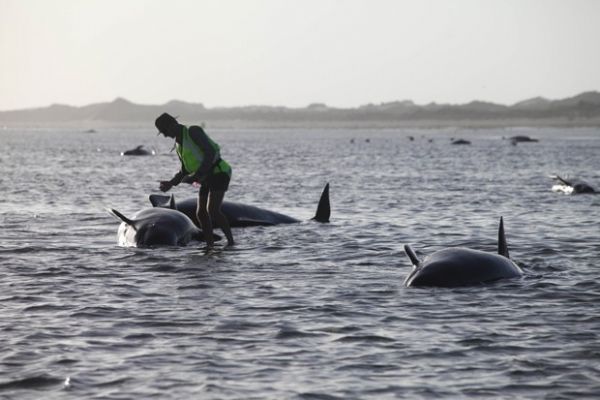 Funcionrio do Departamento de Conservao tenta ajudar uma baleia encalhada em Golden Bay, na Nova Zelndia