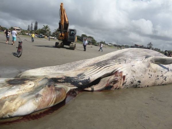 Baleia foi encontrada morta em praia de Itanham, SP
