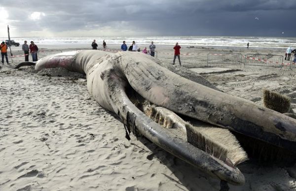 Baleia de 6 metros de comprimento aparece morta em praia da Holanda