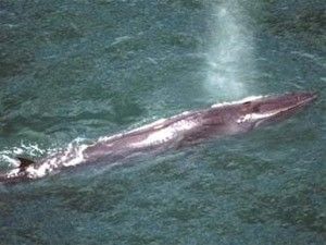 Coreia do Sul anuncia em reunio que caar baleias para fim cientfico
