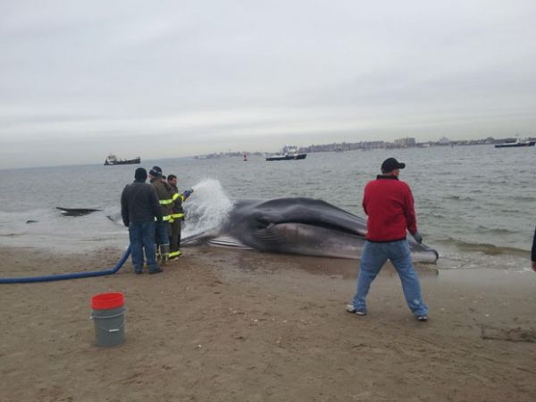 Baleia encontrada em praia de Nova York