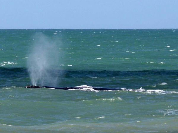 Baleias Franca voltam a chamar ateno em Rio das Ostras, no RJ