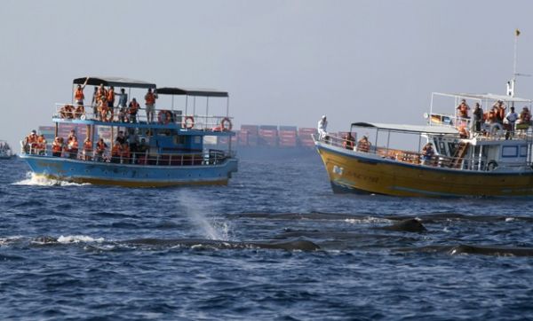 Barcos de turistas cercam baleias cachalote no Sri Lanka