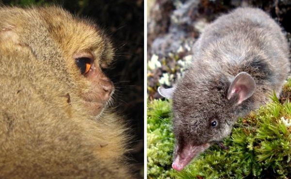 Cientistas afirmam ter encontrado novas espcies de animais no Peru