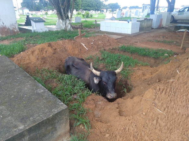 Boi  resgatado por funcionrios de cemitrio aps cair em cova