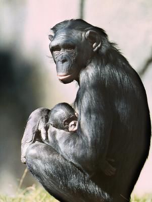 Estudo: controle de emoes em bonobos  similar ao de crianas