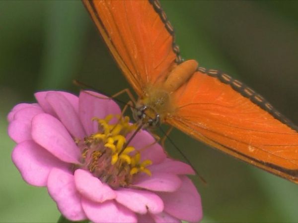 Mais de 30 espcies de borboletas esto ameaadas de extino no RS