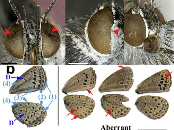 Cientistas descobrem mutaes em borboletas de Fukushima