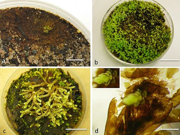 Plantas primitivas enterradas no gelo h 400 anos so achadas e cultivadas