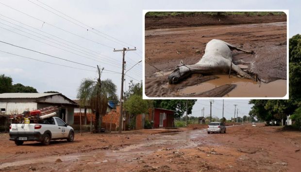 Idoso  atingido por cabo de energia enquanto andava a cavalo em Cceres