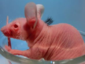 Cientistas fazem nascer cabelo humano em camundongo