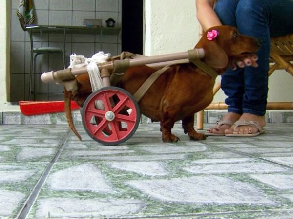A cadela Princesa usando a cadeira de rodas