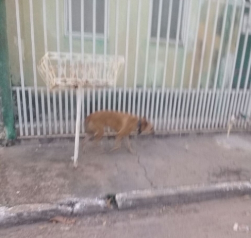 Cachorro  flagrado usando tornozeleira eletrnica como coleira em Cuiab