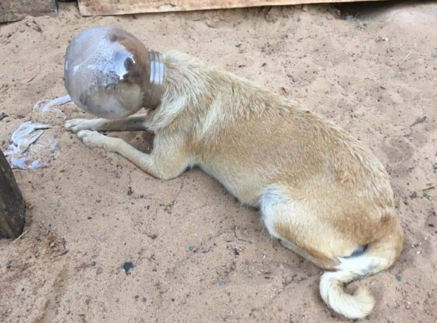 Cadela prenhe  encontrada com cabea presa em pote plstico