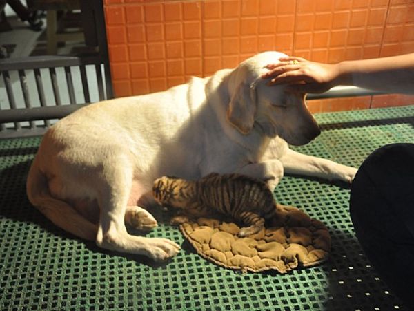 Labradora vira 'bab' de filhote de tigre rejeitado pela me na China