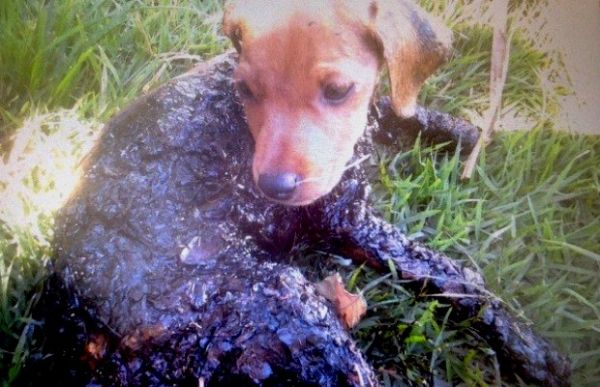 Cachorro  encontrado com corpo coberto por piche em Trindade, GO