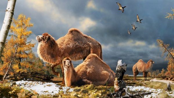 Cientistas descobrem fssil de camelo gigante em regio do rtico