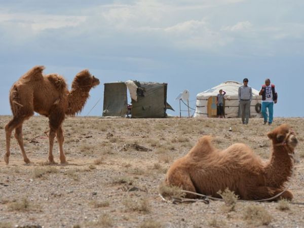 Cientistas decifram DNA de espcie de camelo ameaado de extino