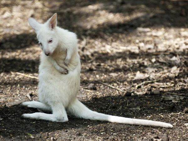 Zoolgico apresenta filhote de canguru albino na Hungria