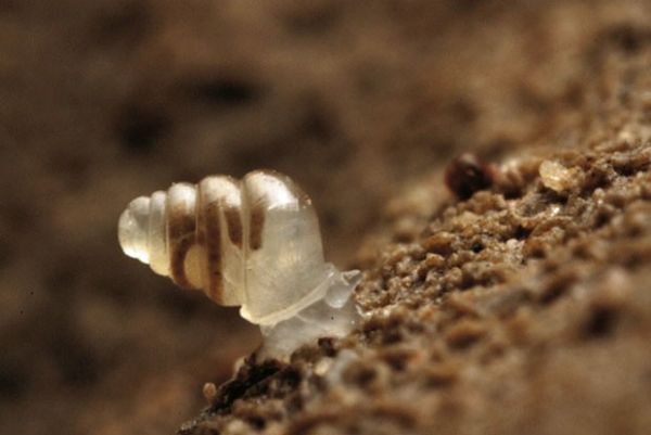Cientistas descobrem caracol 'transparente' em cavernas da Crocia