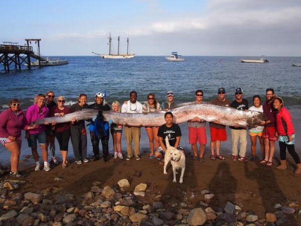 Carcaa de maior peixe sseo do mundo  encontrada em praia dos EUA