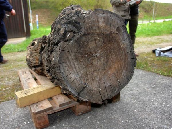Tronco de rvore com mais de 10 mil anos  encontrado na Sua