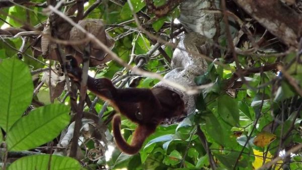 Site americano divulga flagra de jiboia engolindo macaco inteiro na Floresta Amaznica;  veja foto e vdeo