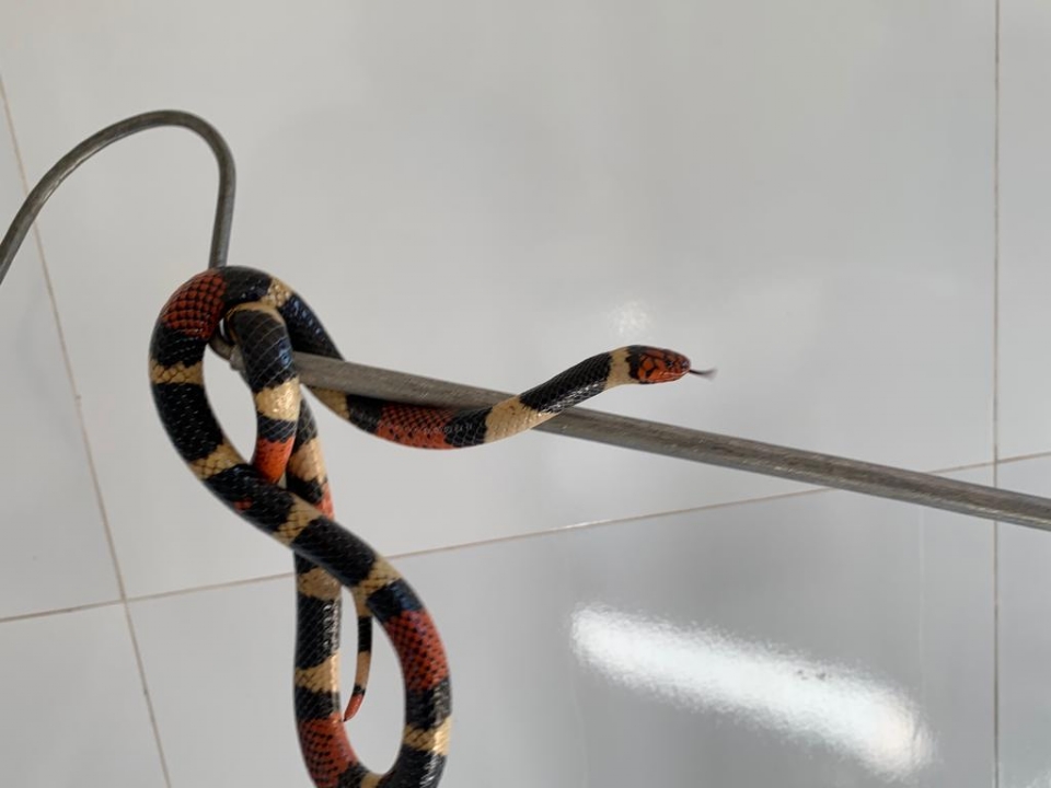 Bombeiros capturam cobra coral-verdadeira em ptio de universidade em Mato Grosso;  veja fotos