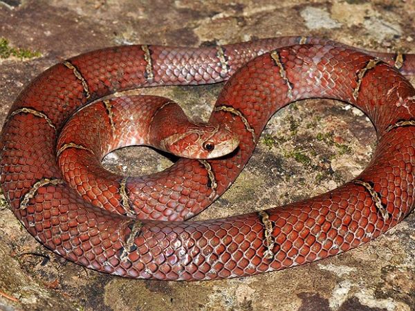 Nova espcie de cobra  identificada no sudoeste do Camboja