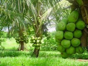 Biodiesel de fruto da Amaznia pode levar luz eltrica a comunidades rurais