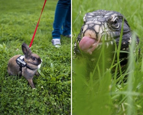 Dono leva coelho 'matador' para feira na Alemanha;  direita, lagarto exibido no evento