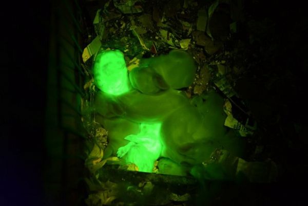 Cientistas turcos desenvolvem coelhos que emitem brilho verde