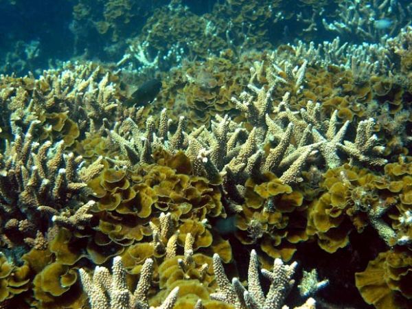 Cientistas simulam 'viagens' de larvas de corais pelos oceanos